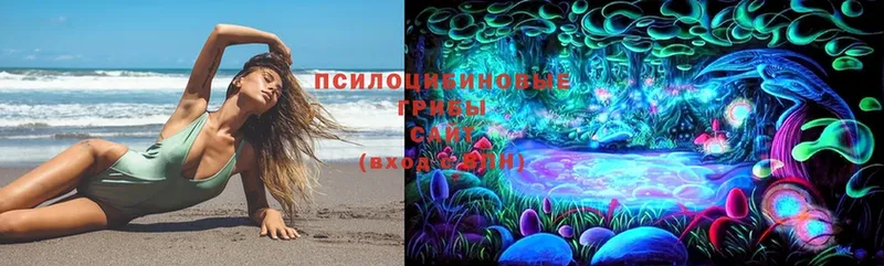 Галлюциногенные грибы Psilocybine cubensis  Пучеж 